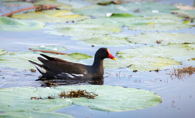 Eurasian moorhen swims through the vegetation of the tropical lake. moorhen side view photo.
