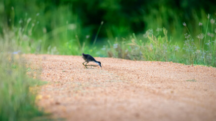 Cute White-breasted Waterhen chick pecking the ground, lonely and surrounded by tall grass.