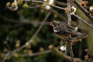 bird on a branch