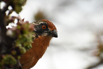 bird of prey