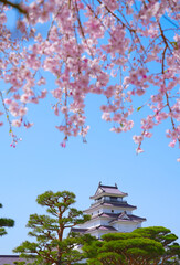 Beautiful blossoming cherry blossom branches and Tsuruga Castle on a clear day of Aizuwakamatsu, Fukushima, Japan.