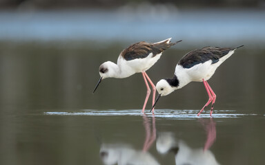 Two Stilts feeding and wading in a shallow lake during a migration break on the Gold Coast in Australia