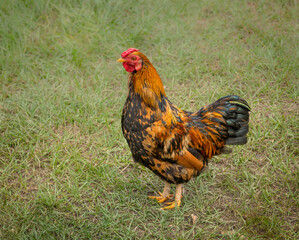 Colorful rooster looking for a food handout in a green, grassy meadow