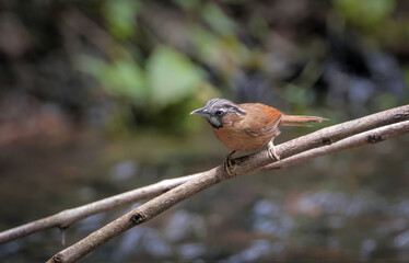 grey-throated babbler is a species of passerine bird in the Old World babbler family Timaliidae. It is found in Bangladesh, Bhutan, China, India, Indonesia, Laos, Malaysia, Myanmar and Nepal.