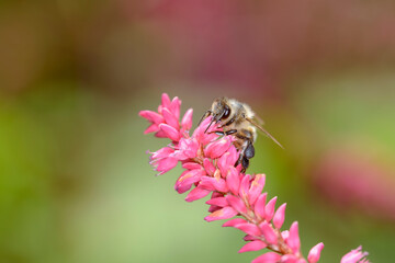 Bee - Apis mellifera - pollinates the princess-feather - Persicaria orientalis