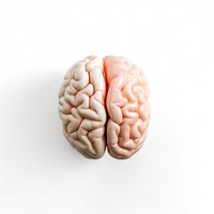 a brain of a human