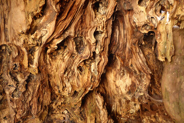 bark of tree