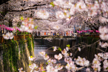 Sakura Tree Tunnel full bloom along Meguro river in Springtime at Nakameguro, Tokyo, Japan