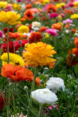 Naklejka premium Yellow flowers of garden cultivated buttercups close up