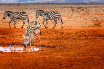Zebras at a water hole in the Tsavo East National Park, Kenya - 603580330