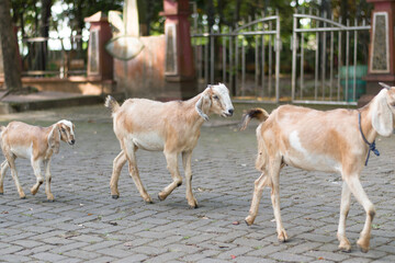 Fototapeta premium a herd of goats walking neatly together