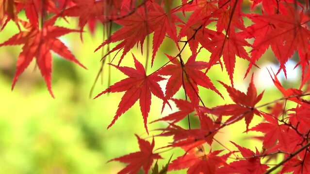 秋風に揺れる紅葉した楓のクローズアップ 4K