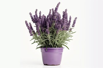 Obraz premium Beautiful Purple Flower Plant in Isolation on a White Background. Generative AI illustrations.