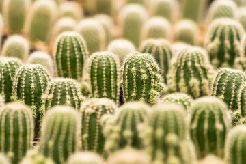Many Cactus in small pot background
