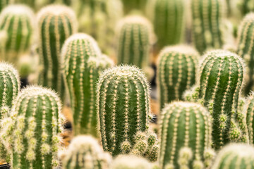 Many Cactus in small pot background