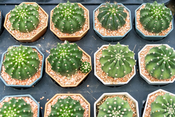 Many Cactus in small pot background
