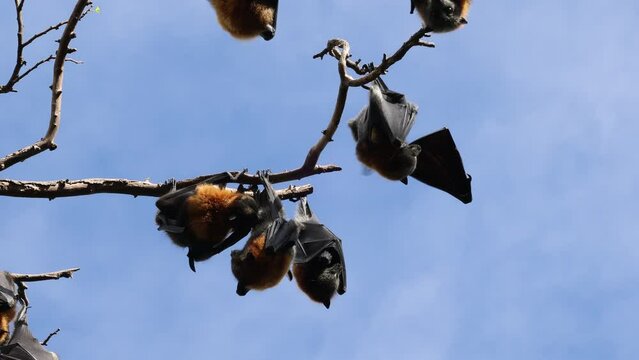 Grey-headed Flying Foxes roosting in tree