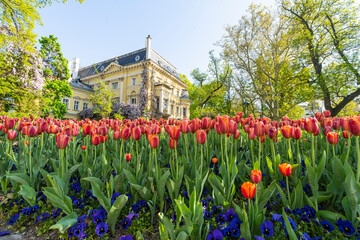 colorful tulips in a city center park in Sofia, Bulgaria.