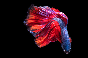 With its elegant and flowing movements the blue betta fish gracefully navigates the black expanse...