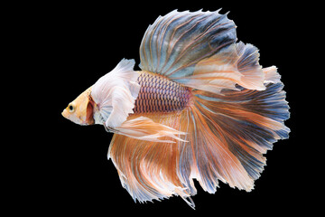 Against the contrasting black background the white betta fish exudes an ethereal and pristine beauty creating a captivating visual contrast.