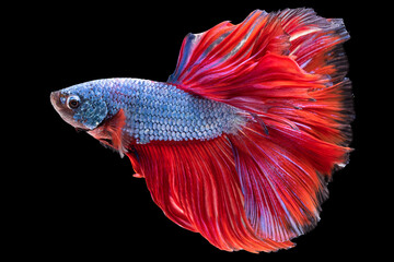 Against the dark and mysterious black backdrop the betta fish's blue body and red tail form an enchanting visual spectacle that highlights the inherent beauty of this majestic creature.