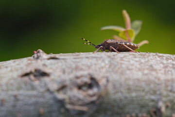 Mottled stink bug on willow branches - 603584379