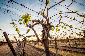 Fresh new growth on grape vine leaves, early morning, backlighting on new growth.