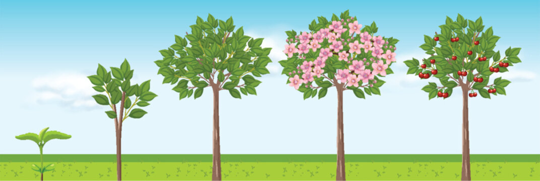 Cherry Tree Growth Stages Vector Design