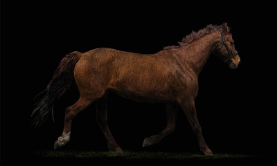 Fototapeta na wymiar Vector illustration of a young beautiful brown horse with a bridle on his head galloping through the grass on a black background. The concept of the animal, freedom and energy. Isolated picture,EPS 10