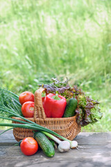 wicker basket with organic fresh different vegetables on wooden table in garden, natural background. concept of harvesting, assorted of raw vegetables for healthy vitamin food. template for design