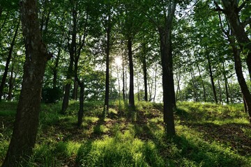 나무, 숲, 햇빛, 계절, 아웃도어, 네이처, 공원, 소나무, 태양,경관