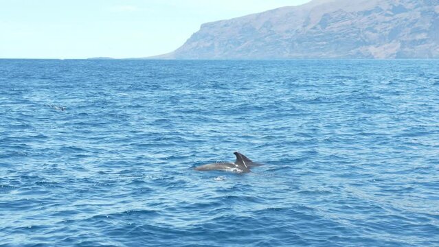 Watching Bottlenose dolphins jumping in front of los gigantes in slow motion. Tourism in Tenerife
