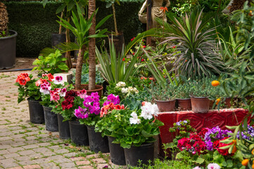 Varietal seedlings of a beautiful and colorful flowers in pots. Plants in garden center or street market.