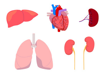 人間の主要な臓器の肝臓と心臓と脾臓と肺と腎臓 - obrazy, fototapety, plakaty