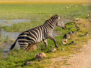 Fototapeta na wymiar Plains zebra, equus quagga, equus burchelli, common zebra running, Amboseli national park, Kenya.