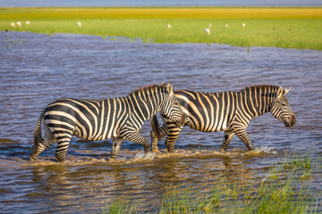 Fototapeta na wymiar Two plains zebra, equus quagga, equus burchelli, common zebra running in the water, Amboseli national park, Kenya.