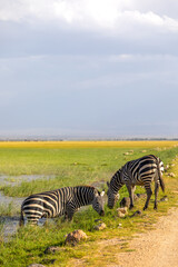 Fototapeta premium Plains zebra, equus quagga, equus burchelli, common zebra grazing and standing in the water, Amboseli national park, Kenya.