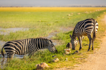 Fototapeta na wymiar Plains zebra, equus quagga, equus burchelli, common zebra grazing and standing in the water, Amboseli national park, Kenya.