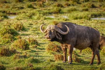 Crédence de cuisine en verre imprimé Parc national du Cap Le Grand, Australie occidentale Male cape buffalo ( Syncerus caffer) grazing, Amboseli National Park, Kenya.