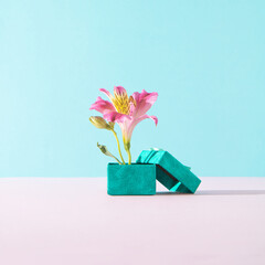 Concept of fresh flower and  gift box. Lily flower in full  bloom in little green gift box. Pastel pink blue background. Frontal view. Copy space.