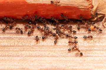 black ants on wooden background