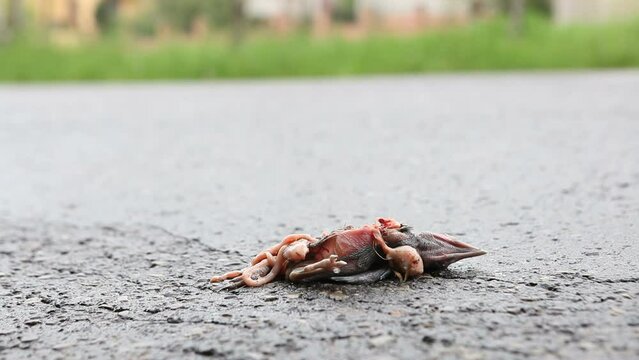 A crow chick fell out of its nest onto the road and was hit by a car. Dead bird on the highway.