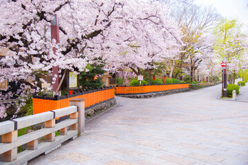 Scenic landscape of Row of Pink Sakura Trees fully blooming in Springtime at Gion Shirakawa, Kyoto, Japan