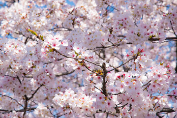 Pink Sakura Branches fully blooming in Springtime, Kyoto, Japan