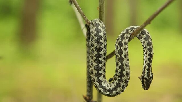 A dead viper snake hangs on a tree branch in the forest, flies fly and sit on a dead animal.