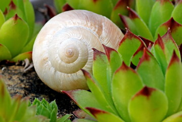 Snail in garden, in houseleek. Nature still life.  - 603595701