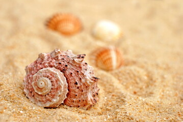 Sand and seashells. - 603595707