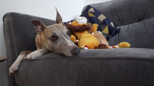 Dog Whippet on sofa with a cuddly toy. 4K.