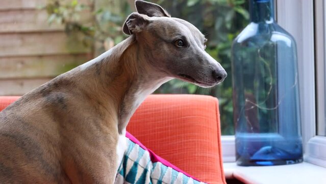 Whippet Dog Looking out of Window. 4K.