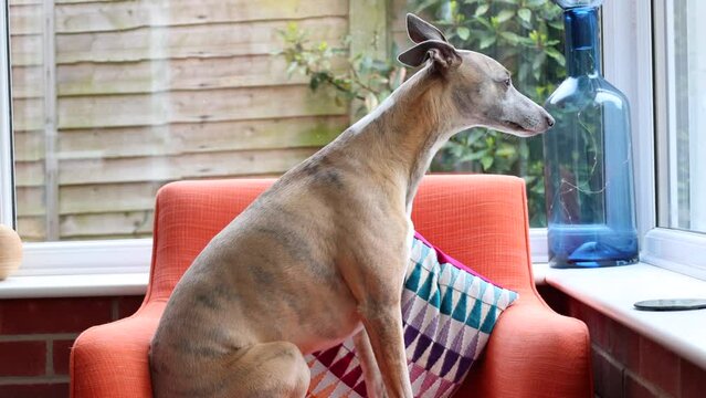 Whippet dog sitting on a chair. 4K.